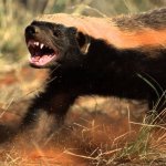 Honey Badger Hissing