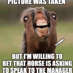 Karen the horse | I DON'T KNOW WHEN OR WHERE THIS PICTURE WAS TAKEN; S/O MEMES; BUT I'M WILLING TO BET THAT HORSE IS ASKING TO SPEAK TO THE MANAGER | image tagged in horse face | made w/ Imgflip meme maker