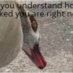Do you understand how ducked you are right now meme
