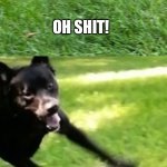 Scared as fuck corgi