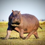 HIPPO CAN SPRINT AT 33KMPH