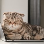 Annoyed looking laptop cat