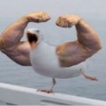 Muscle Arms Duck