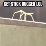 Get stick bugged lol meme