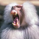 baboon