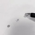 Crushed mosquito by magnets GIF Template