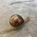 Broken shell snail meme