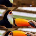 toucan 3 panel