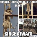 Huskies don’t care