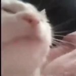 Cat do be vibing tho GIF Template