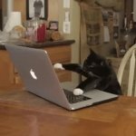 Typing kitty GIF Template