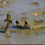 Mudskippers