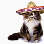 Sombrero Cat meme