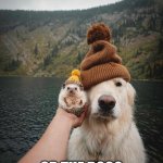 Hedgehog and Dog | ARE YOU THE HEDGEHOG; OR THE DOG? | image tagged in hedgehog and dog | made w/ Imgflip meme maker