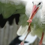 Eurasian White Stork meme