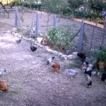 Nice Chickens