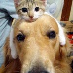 Cat headband