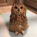 Patient owl