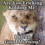 lion | Are You Fricking Kidding Me! I Mean Good Morning! | image tagged in lion | made w/ Imgflip meme maker