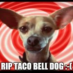 taco bell dog | RIP TACO BELL DOG :-( | image tagged in taco bell dog | made w/ Imgflip meme maker