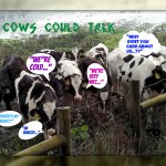 If cows could talk