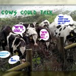 If cows could talk | image tagged in if cows could talk | made w/ Imgflip meme maker