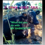 if cows could talk