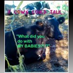 if cows could talk | image tagged in if cows could talk | made w/ Imgflip meme maker