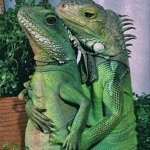 Iguanas mating meme