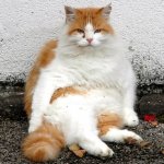 Chonky cat