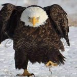 eagle