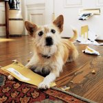 Dog Mail