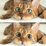Wide eye cat
