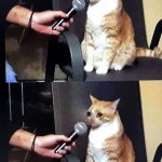 sad cat interviewed