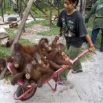 Wheelbarrow Orangutans