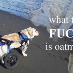 What the f**k is oatmeal meme