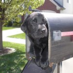Dog in mailbox