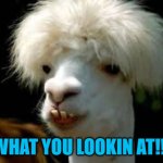 WHAT YOU LOOKIN AT!!! | image tagged in funny animals | made w/ Imgflip meme maker