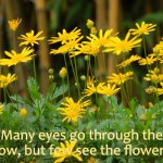 Flowers | Many eyes go through the meadow, but few see the flowers in it. | image tagged in flowers | made w/ Imgflip meme maker