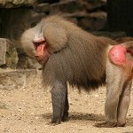 BABOON