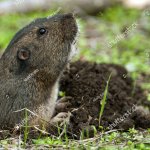 Gopher emerging from hole