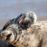laughing seals