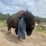 bison