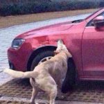 Dog catches car meme