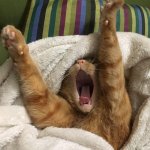 Ginger Cat In Bed