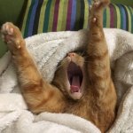 Cat in Bed | TIME TO GET UP; SCHOOL'S IN 5 MIN | image tagged in ginger cat in bed | made w/ Imgflip meme maker