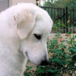 KUVASZ