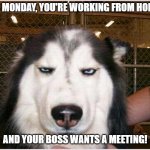 Dog | IT'S MONDAY, YOU'RE WORKING FROM HOME... AND YOUR BOSS WANTS A MEETING! | image tagged in angry dog | made w/ Imgflip meme maker