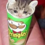 Pringles cat meme