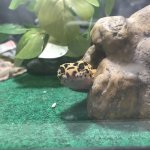 Chip the Gecko